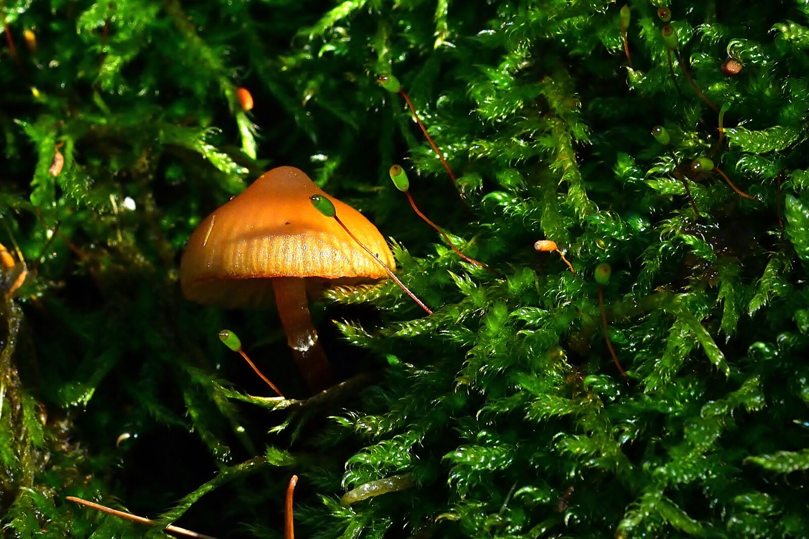 Nikon D5200 sample photo. Forest, nature, screen fungus photography
