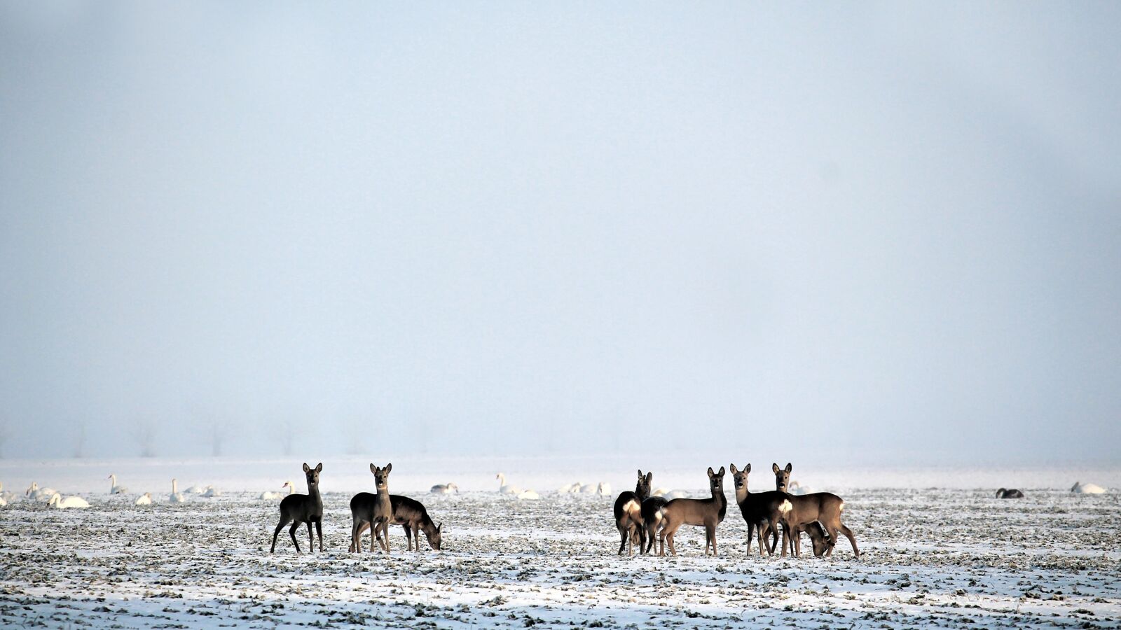 Canon EOS 1100D (EOS Rebel T3 / EOS Kiss X50) + Canon EF-S 55-250mm F4-5.6 IS STM sample photo. Wintry, deer, wild photography