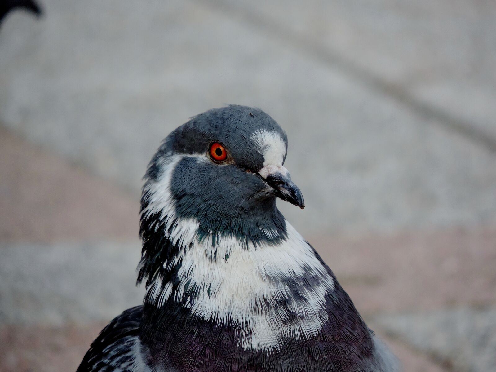 Nikon Coolpix P520 sample photo. Pigeon, feather, bird, beak photography