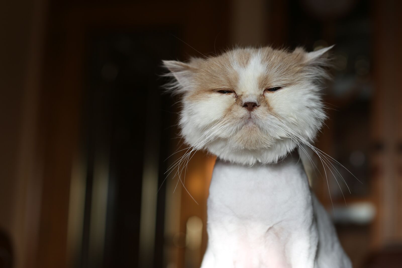 Canon EOS 6D + Canon EF 50mm F1.4 USM sample photo. Cat, pet, feline photography