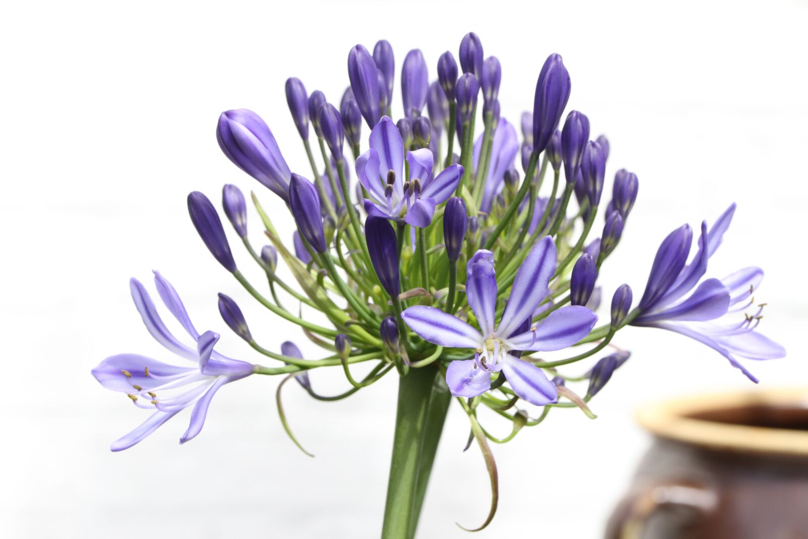 Canon EOS 7D sample photo. Agapanthus, agapanthus africanus, blossom photography