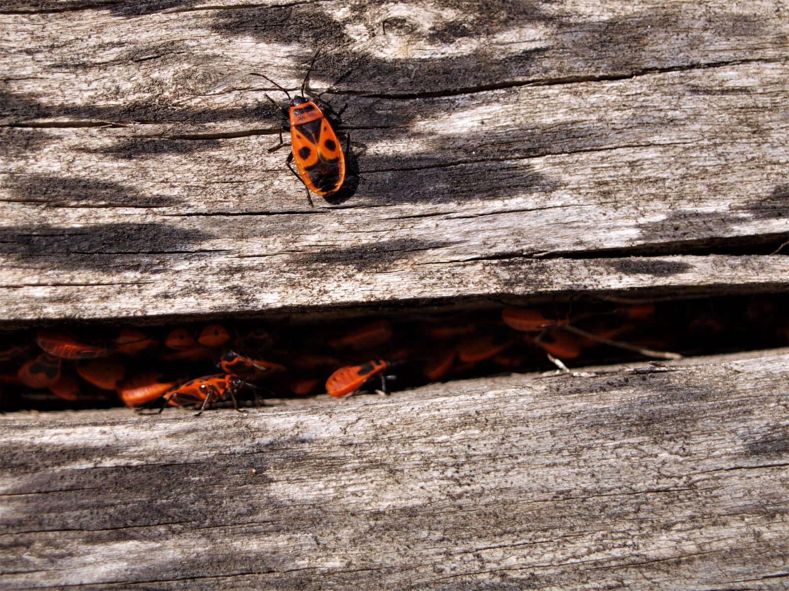 Olympus E-420 (EVOLT E-420) sample photo. Fire bug, insect, close photography