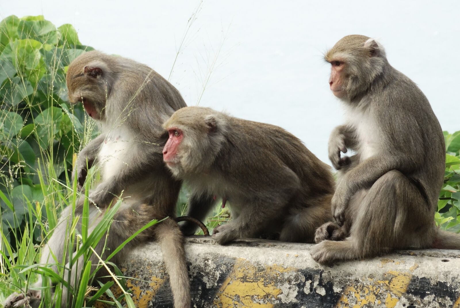 Sony Cyber-shot DSC-HX300 sample photo. Taiwan macaques, shoushan, macaque photography
