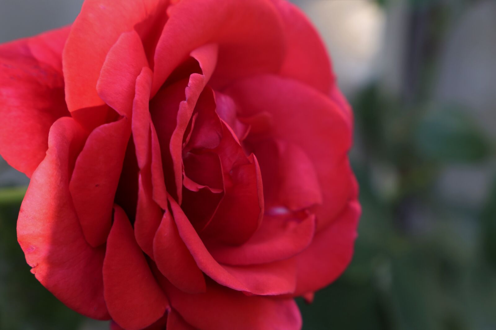 Canon EF 24-105mm F3.5-5.6 IS STM sample photo. Red rose velvet, flower photography