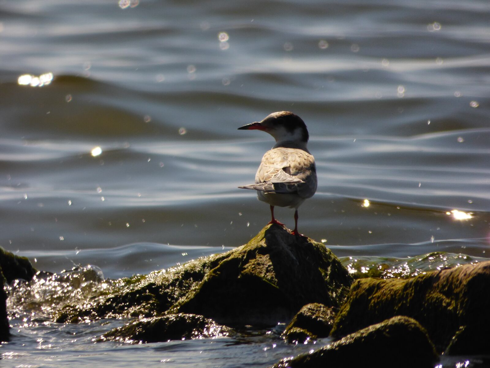 Panasonic DMC-FZ72 sample photo. Sea, seagull, water photography