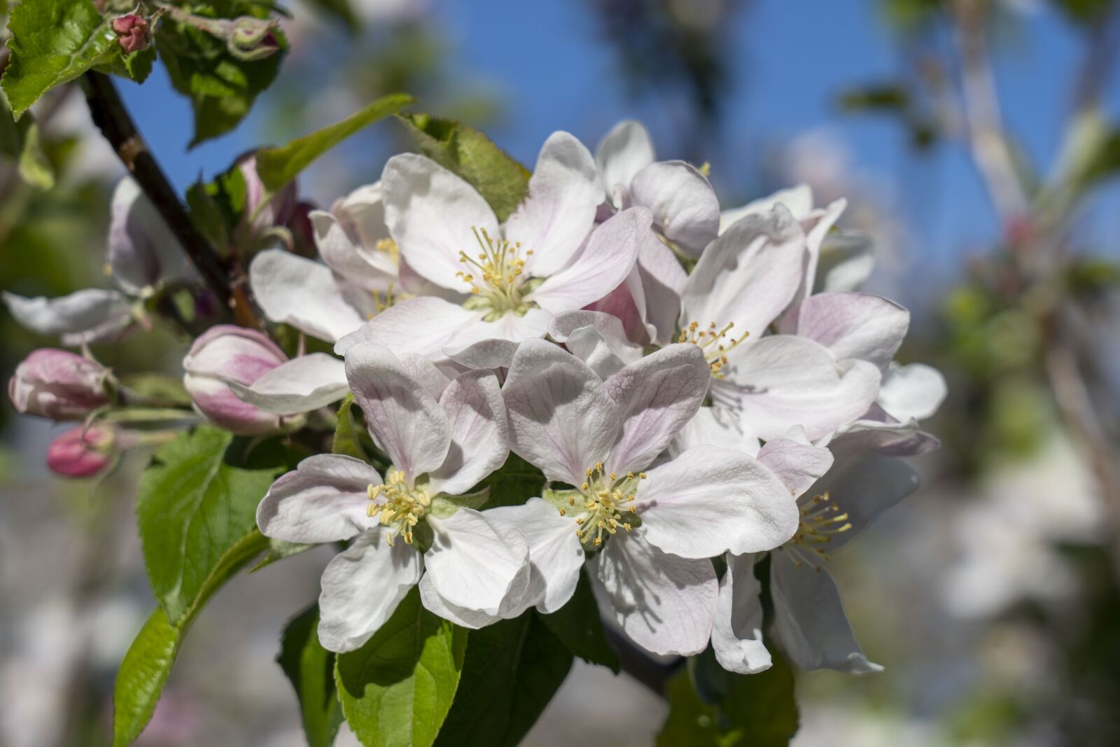 Sony FE 24-105mm F4 G OSS sample photo. Flowers, flower, nature photography