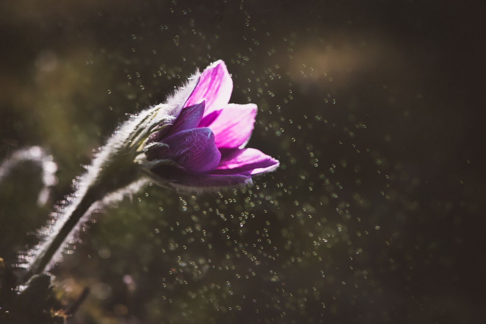 Nikon D750 sample photo. Anemone, flower, blossom photography