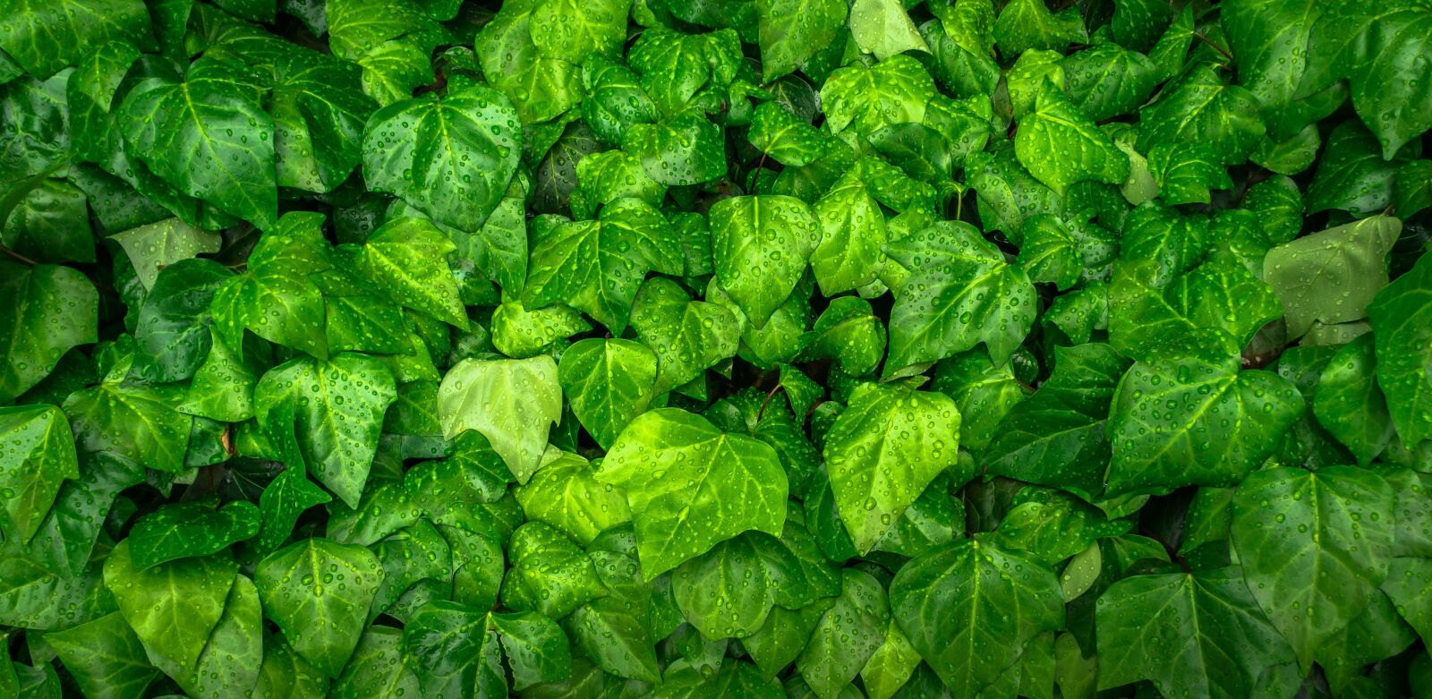 Sony Alpha NEX-5N sample photo. Plants, green, nature photography