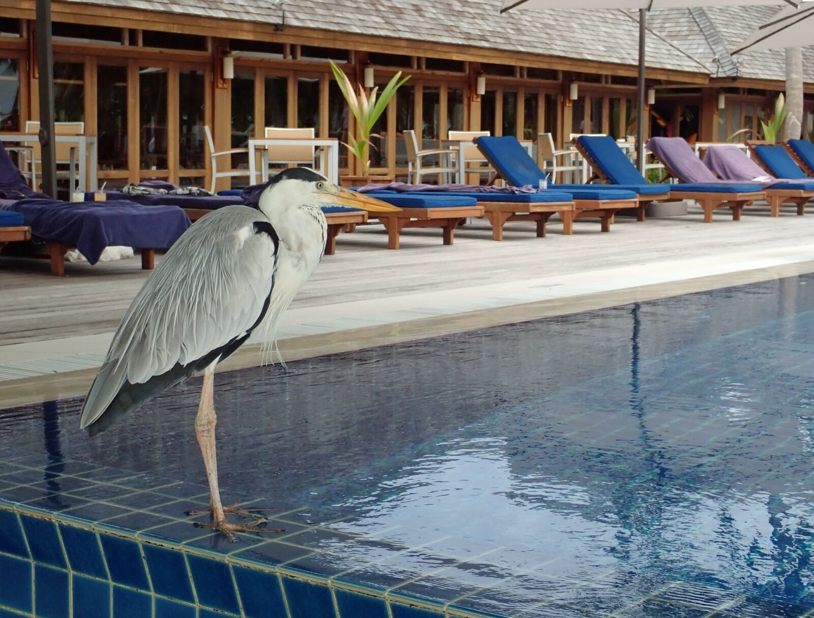 Olympus TG-5 sample photo. Stork, water, travel photography