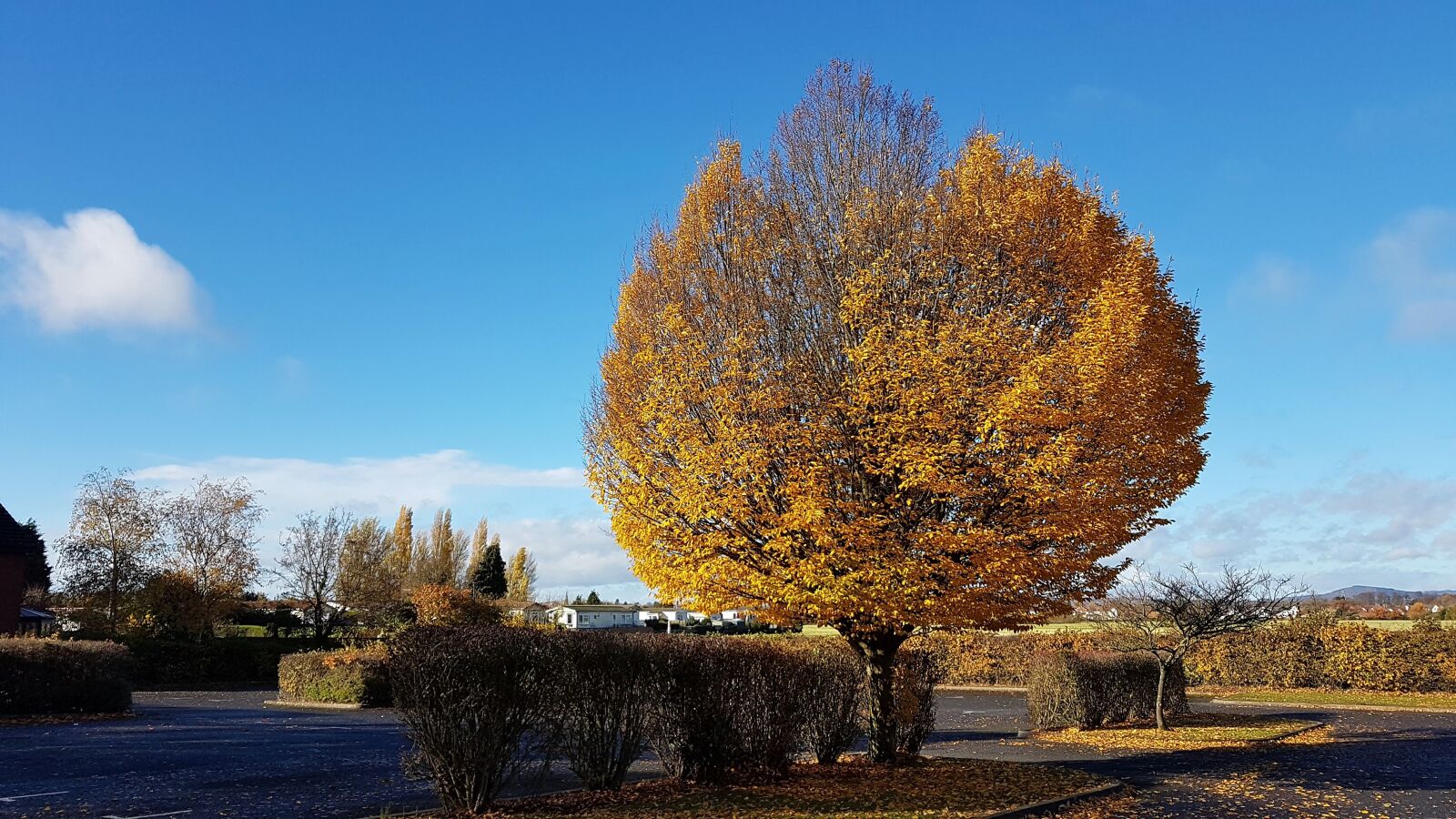 Samsung Galaxy S7 Edge sample photo. Tree, autumn, landscape photography