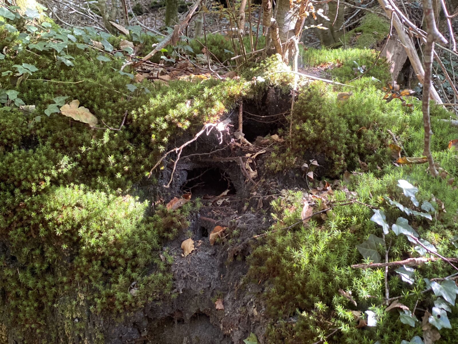 Apple iPhone 11 Pro sample photo. Forest floor, caves, moss photography