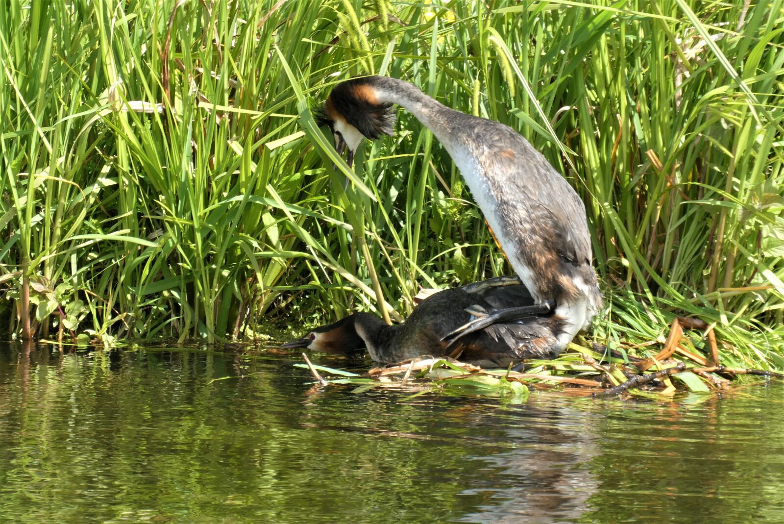Panasonic Lumix DC-ZS70 (Lumix DC-TZ90) sample photo. Mating of great crested photography