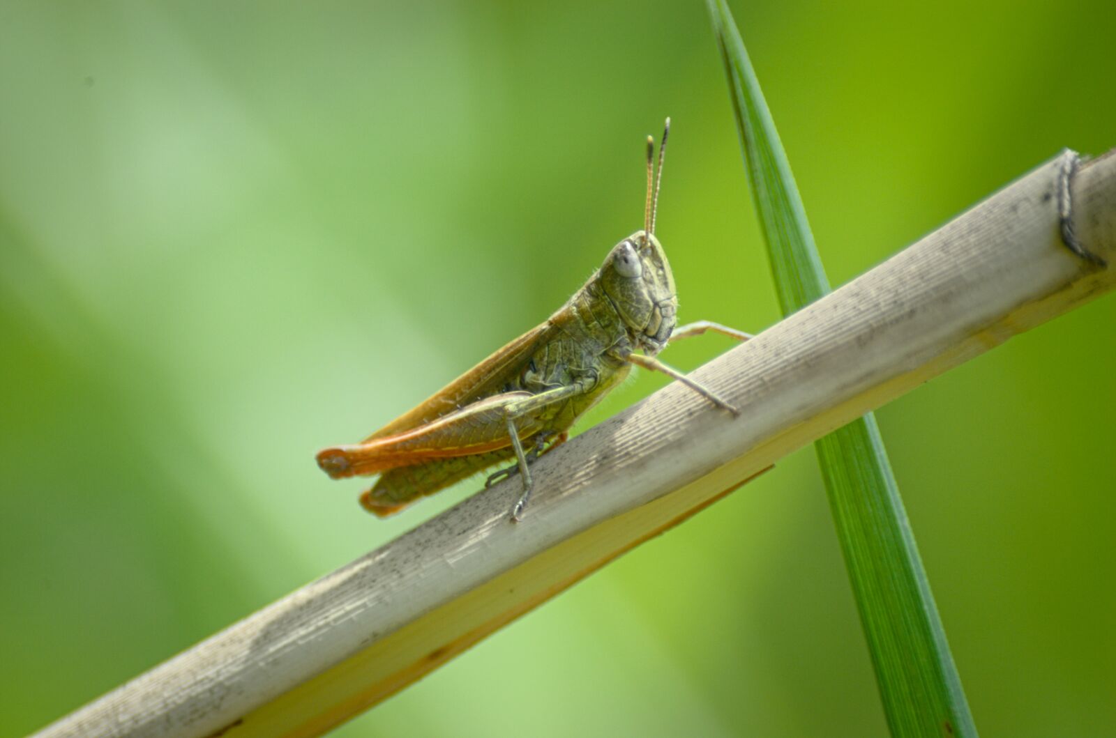 Nikon D70 sample photo. Grasshopper, insect, close up photography