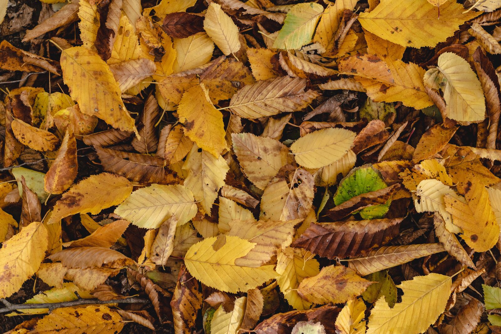 Nikon D5600 sample photo. Autumn, leaves, texture photography