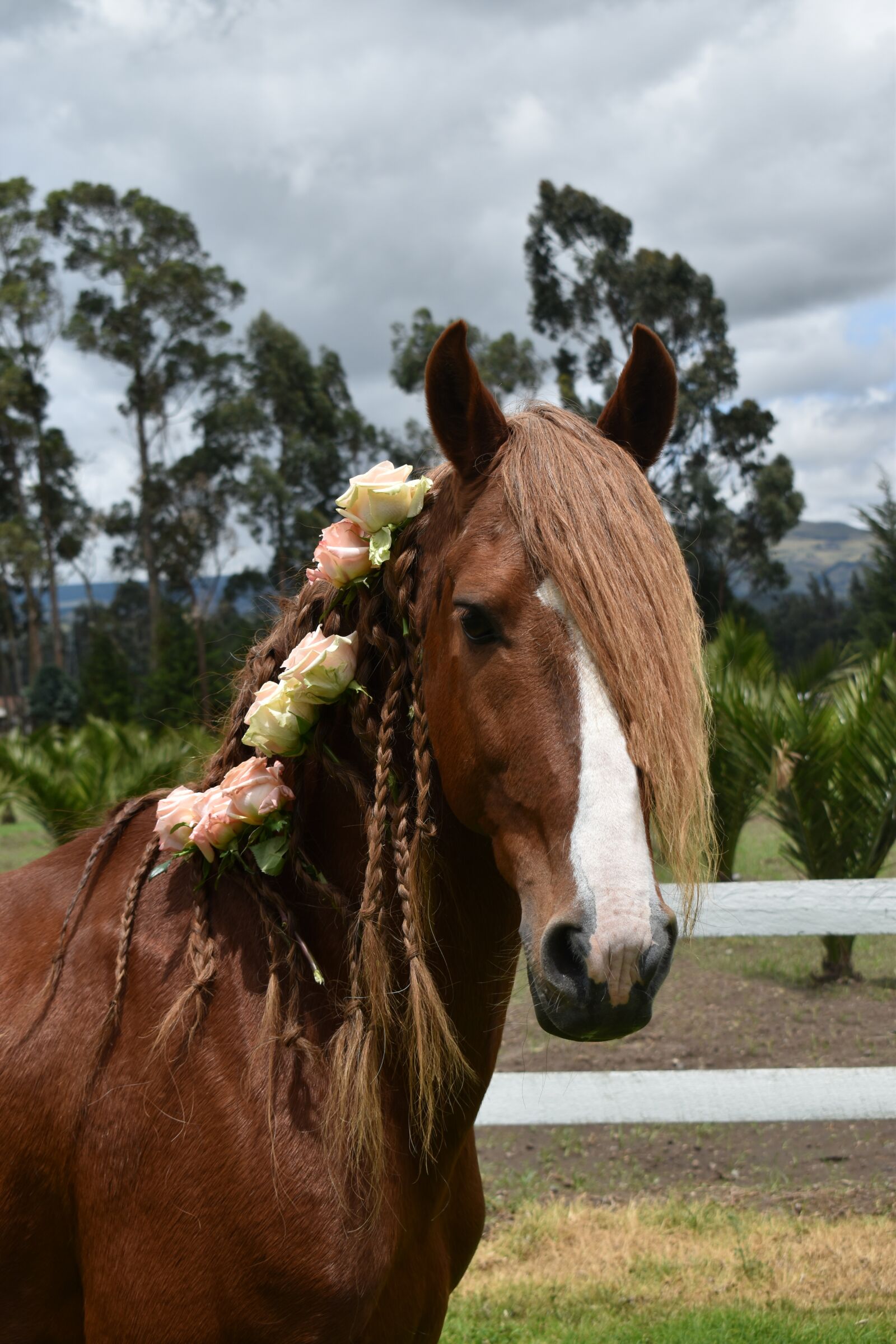 Nikon D3500 sample photo. Roses, horse, nature photography
