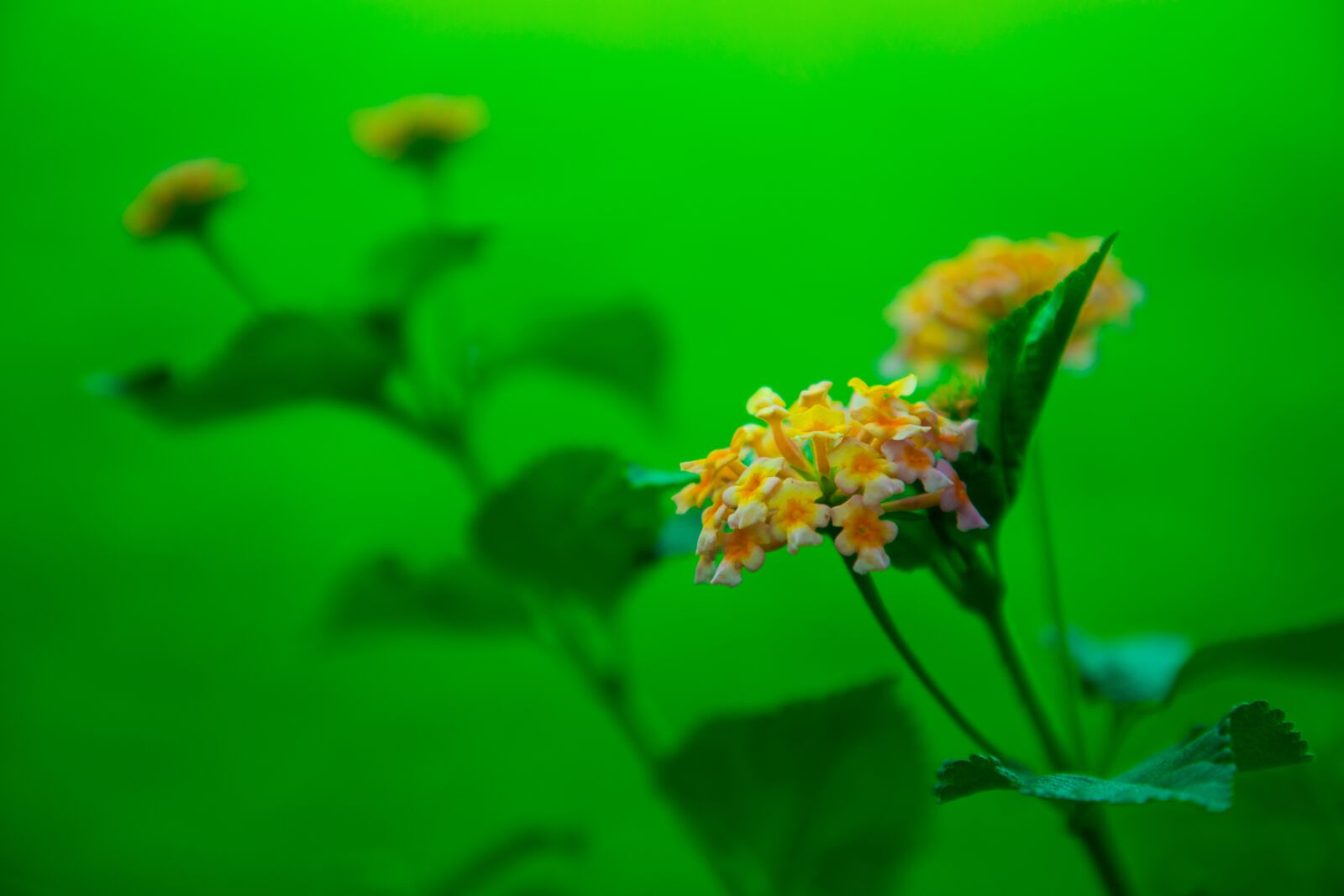 Canon EF 24-105mm F4L IS II USM sample photo. Flower, nepal, nature photography