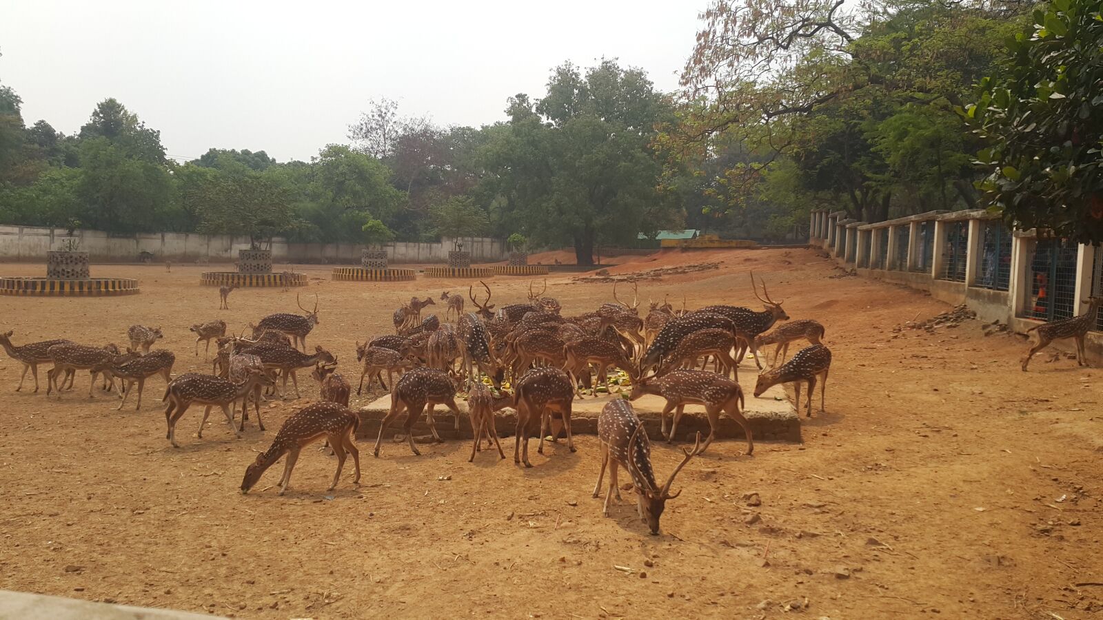 Samsung Galaxy Note4 sample photo. Deer, zoo, expression photography