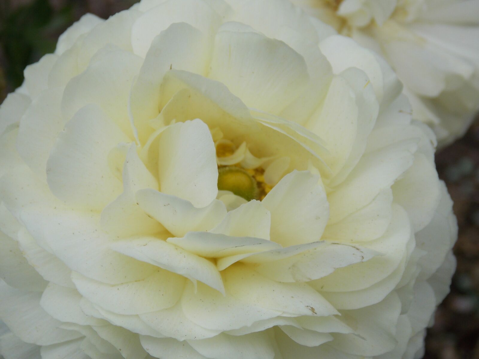 Nikon Coolpix L810 sample photo. Gardenia, flower, flora photography