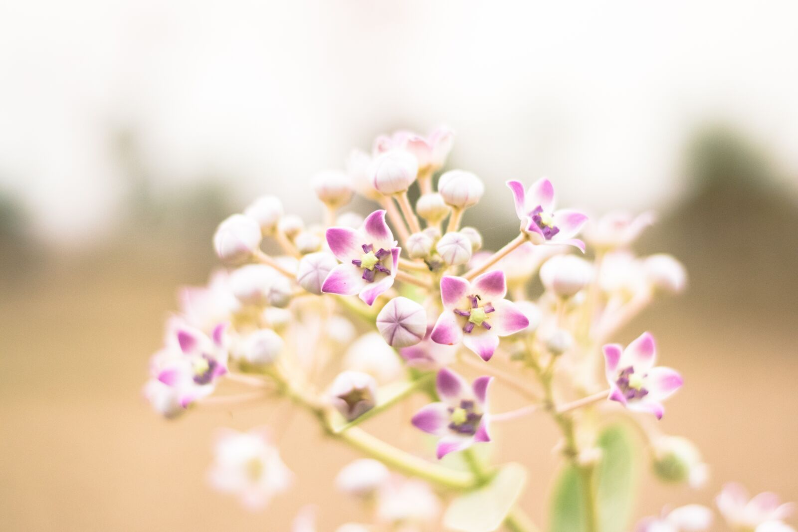 Nikon D5300 sample photo. Calotropis gigantea, beauty in photography