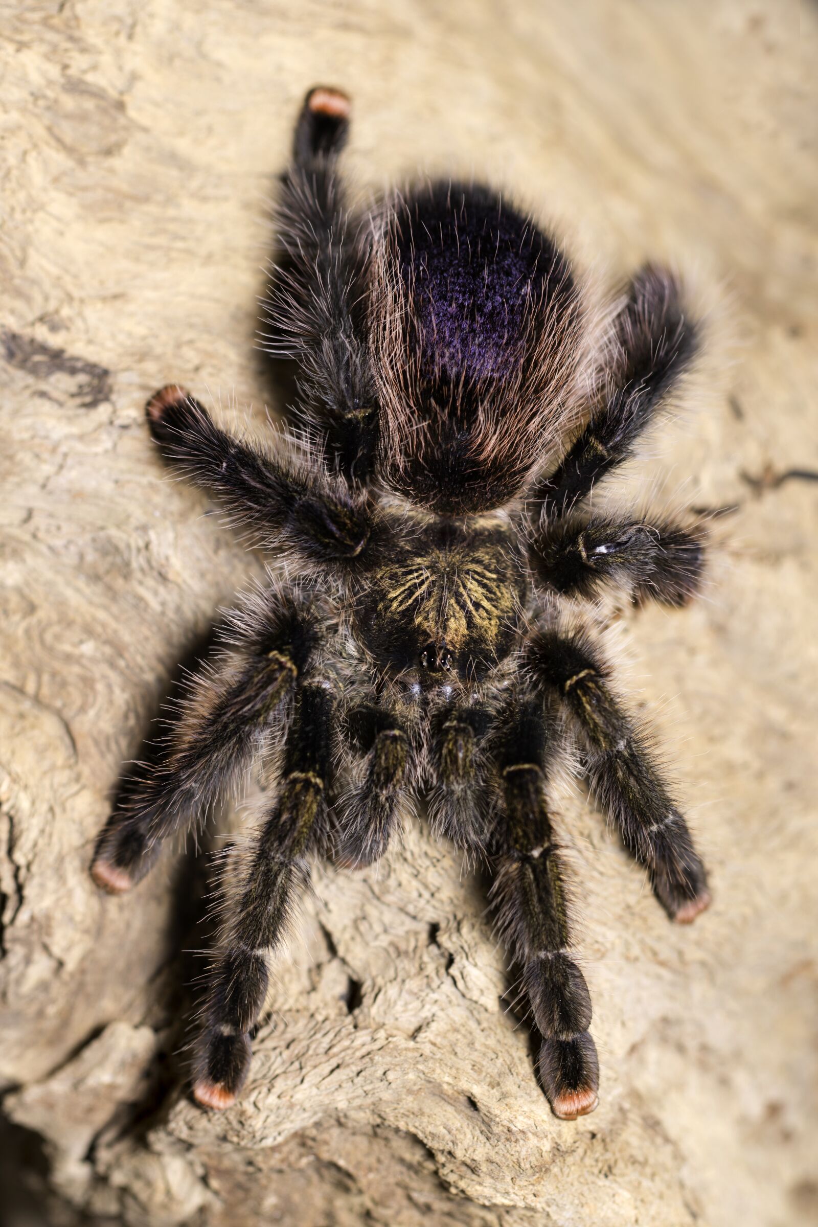 Canon EF 100mm F2.8L Macro IS USM sample photo. Tarantula, spider, creepy photography
