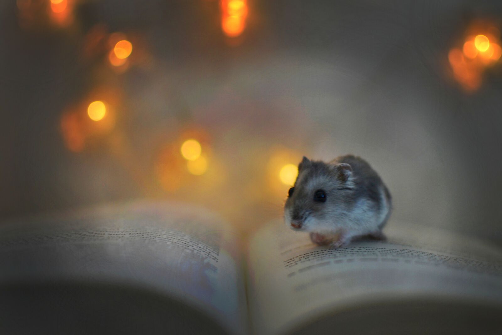 Nikon D3100 sample photo. Hamster, book, lights photography