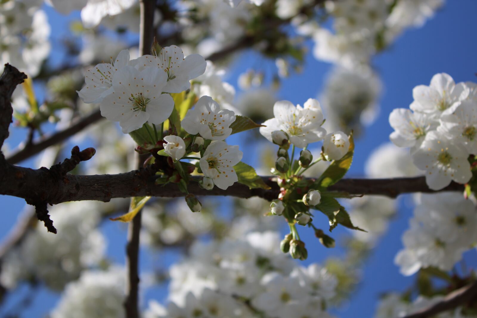 Canon EOS 1300D (EOS Rebel T6 / EOS Kiss X80) sample photo. Flowers, cherry, cherry blossom photography