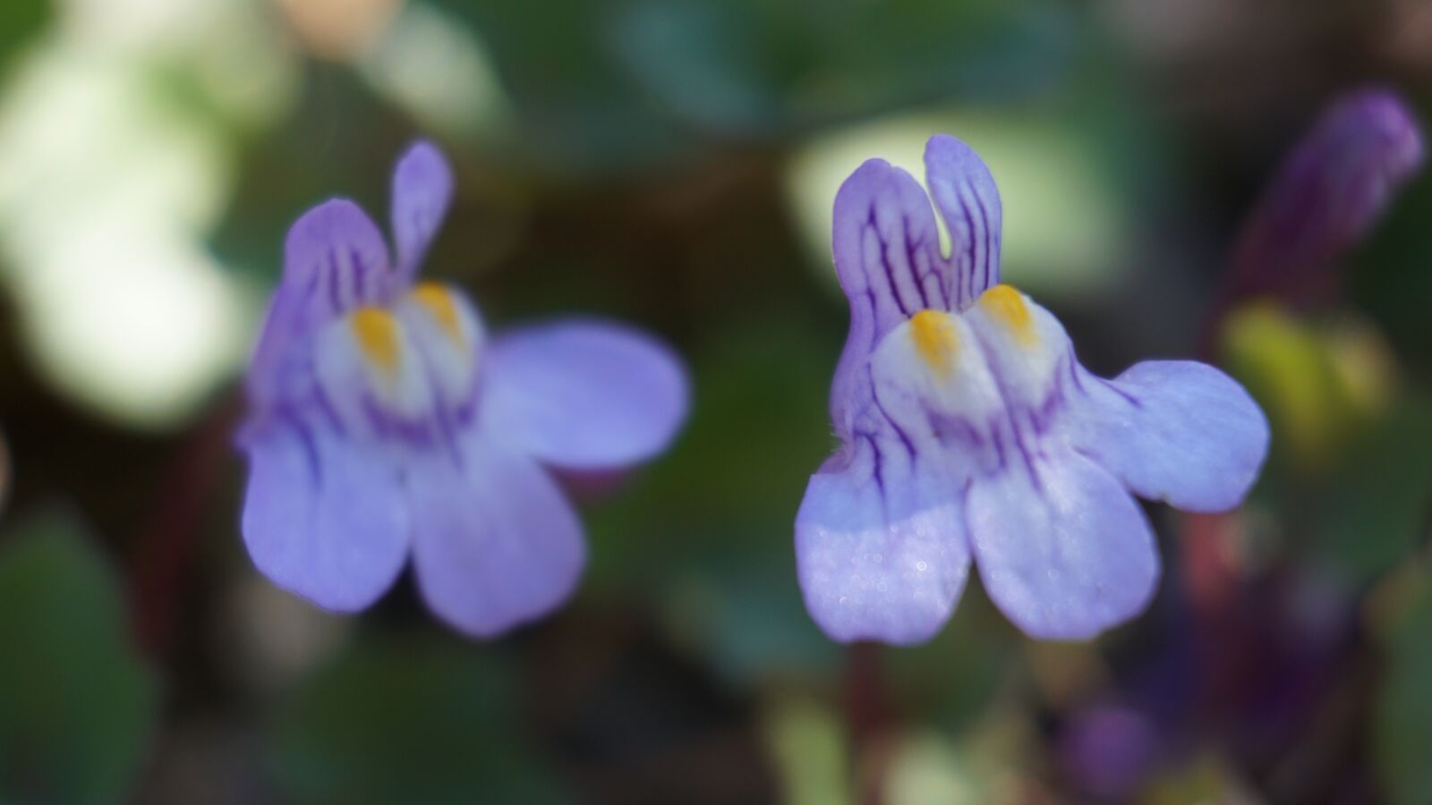 Sony a6300 sample photo. Purple, nature, flowers photography