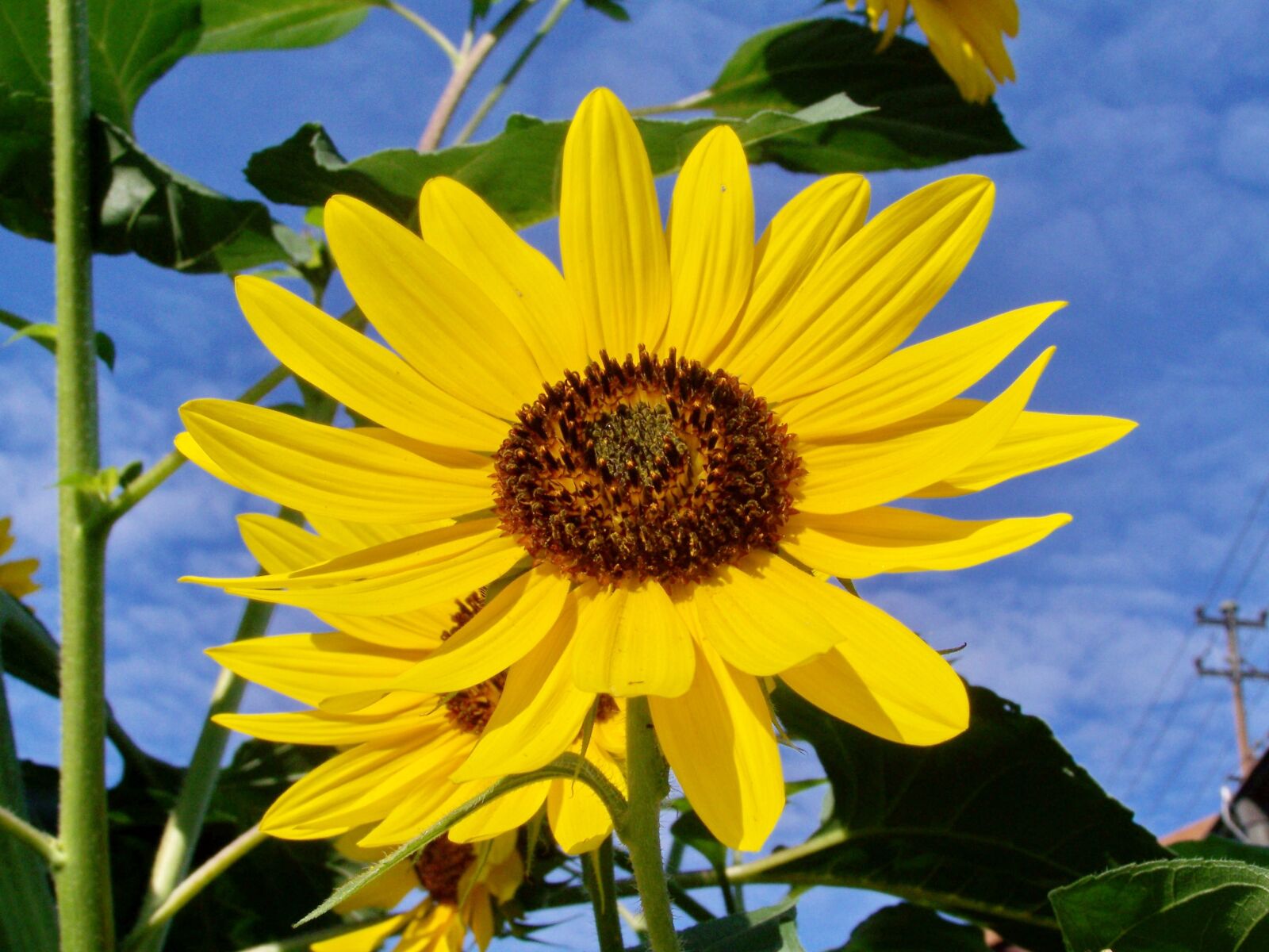 Kodak EASYSHARE ZD710 ZOOM DIGITAL CAMERA sample photo. Sunflower garden, yellow flower photography