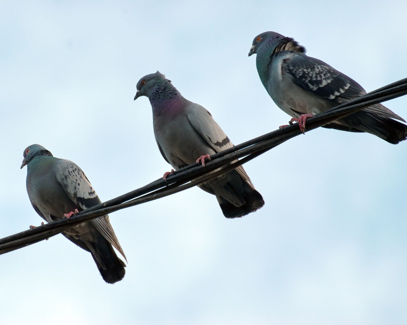 Nikon D5300 sample photo. Birds, pigeons, plumage photography