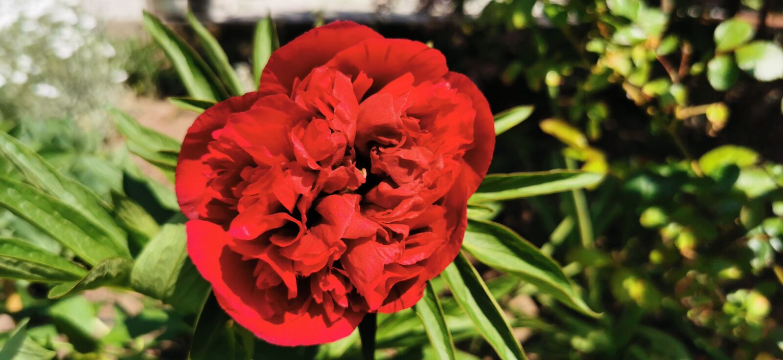 HUAWEI P30 Pro sample photo. Peony, red, garden photography