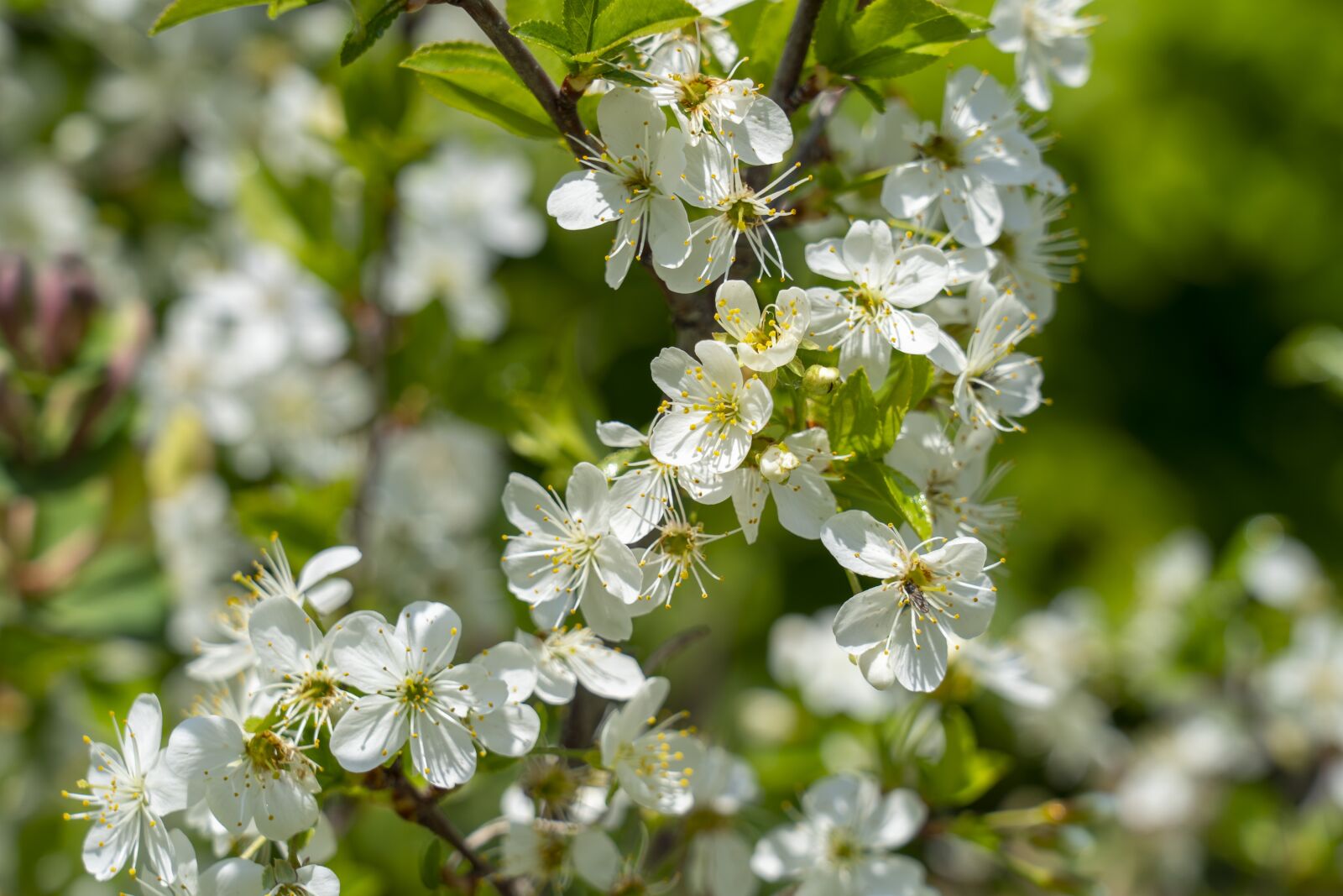 Sony FE 24-105mm F4 G OSS sample photo. Flowers, spring, flowering photography