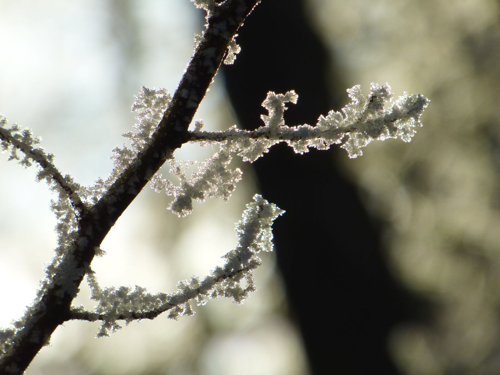 Panasonic DMC-FZ72 sample photo. Branch, gel, frost photography
