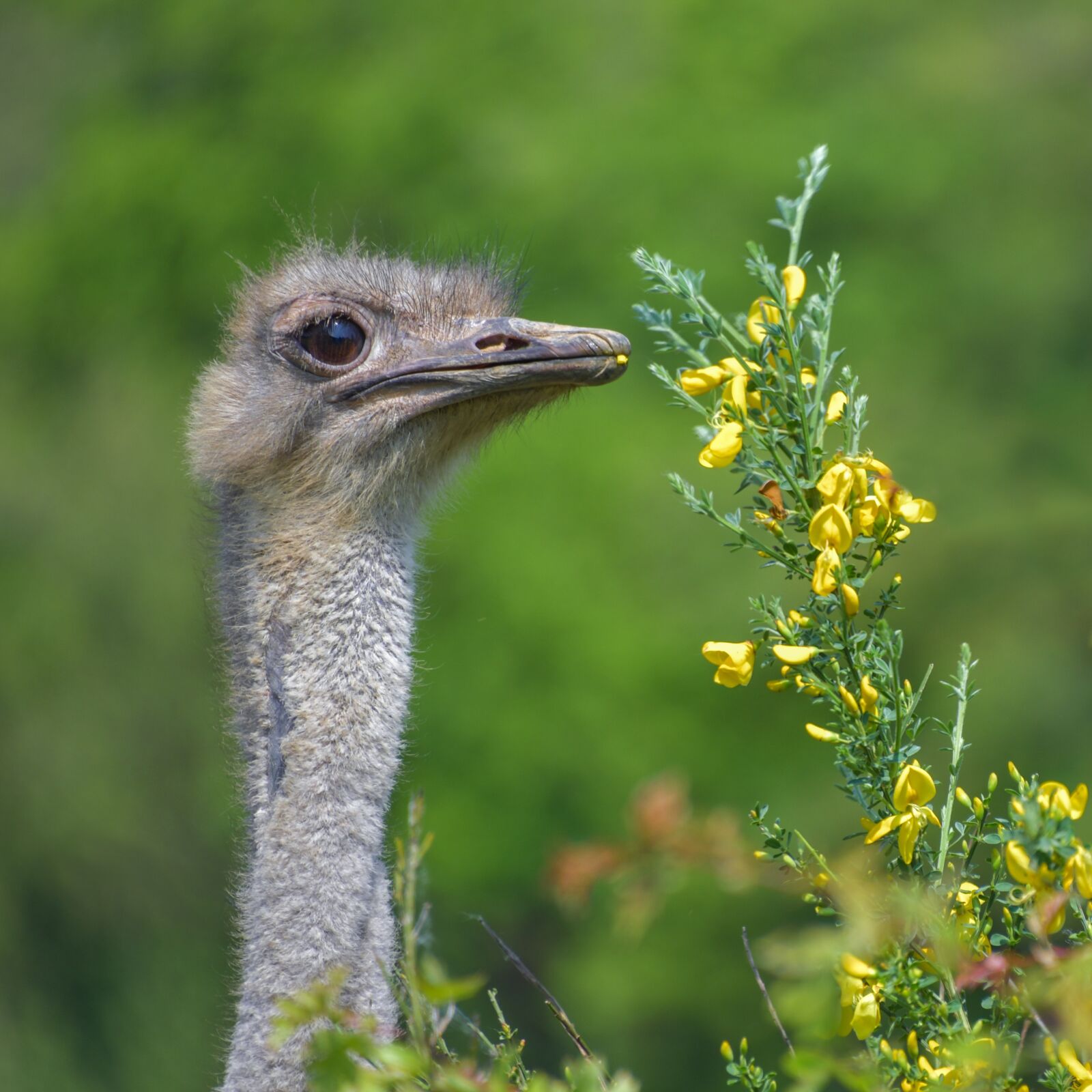 Nikon D500 sample photo. Ostrich, bird, neck photography