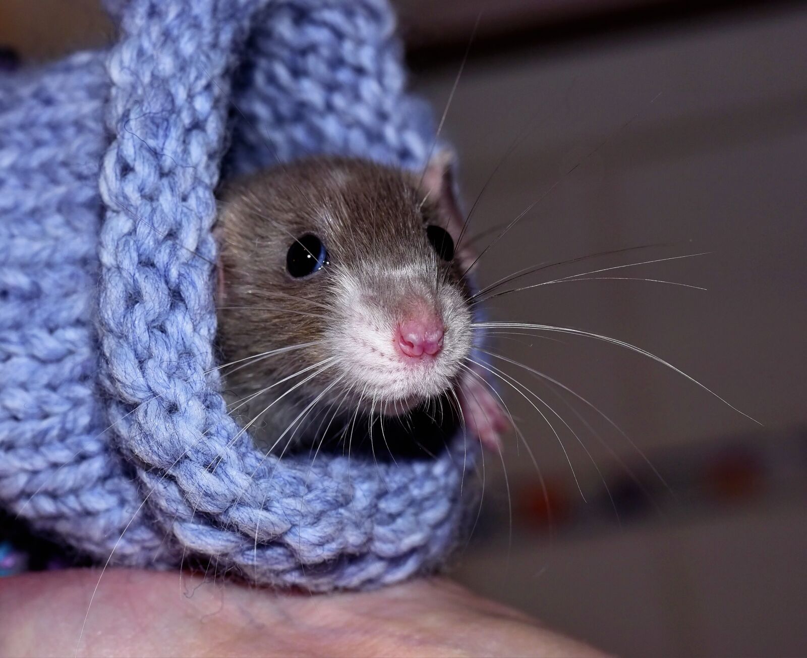 Nikon D750 sample photo. House rat, color rat photography