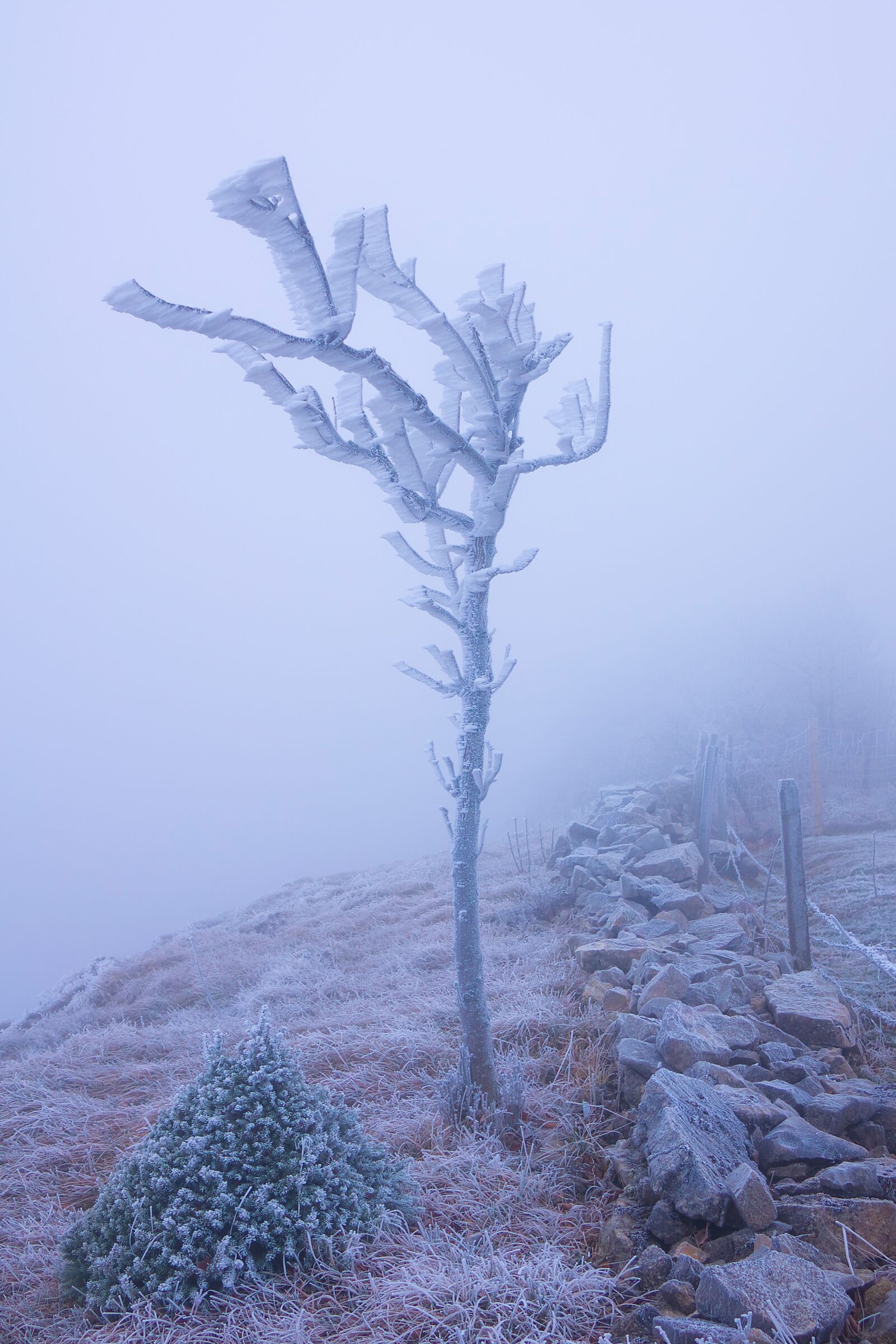 24-200mm F2.8 sample photo. Frost, fog, tree photography