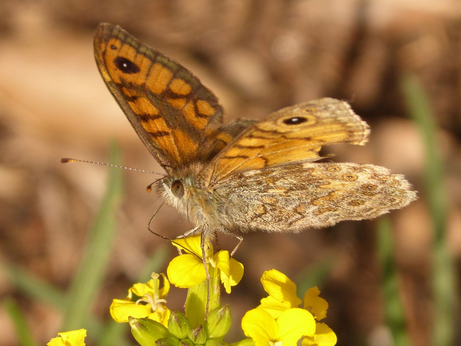 Panasonic DMC-FZ62 sample photo. Butterfly, orange, nature photography