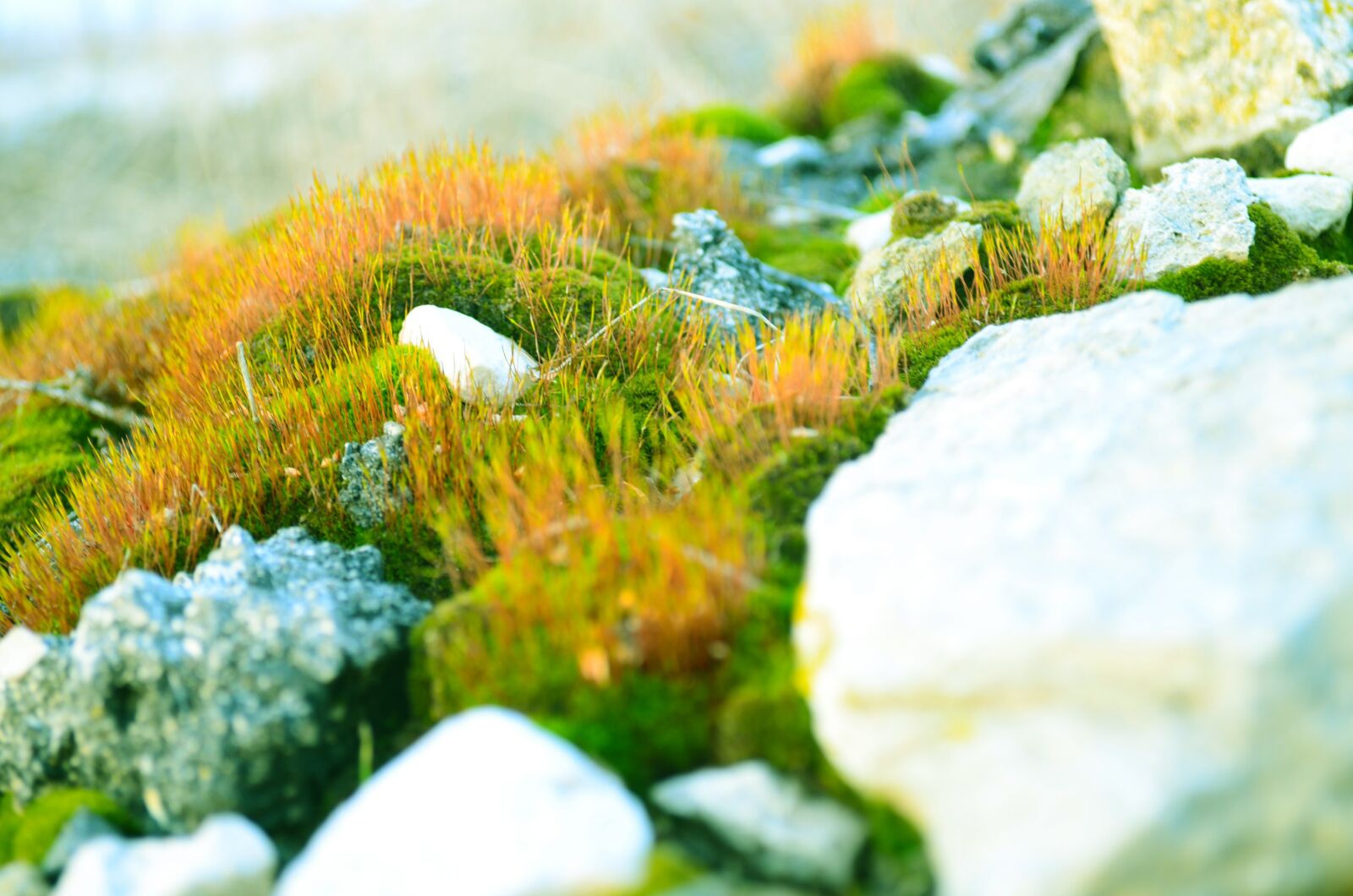 Nikon D5100 sample photo. Green, moss, stones photography