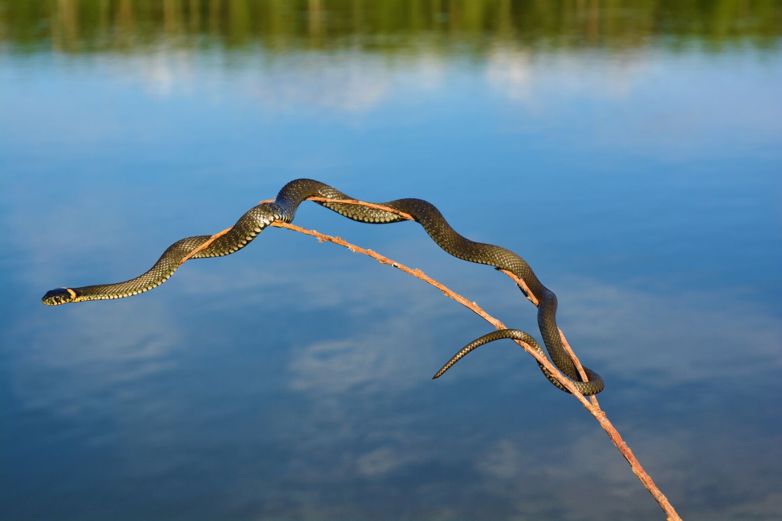 Nikon D5200 sample photo. Snake, river, water photography
