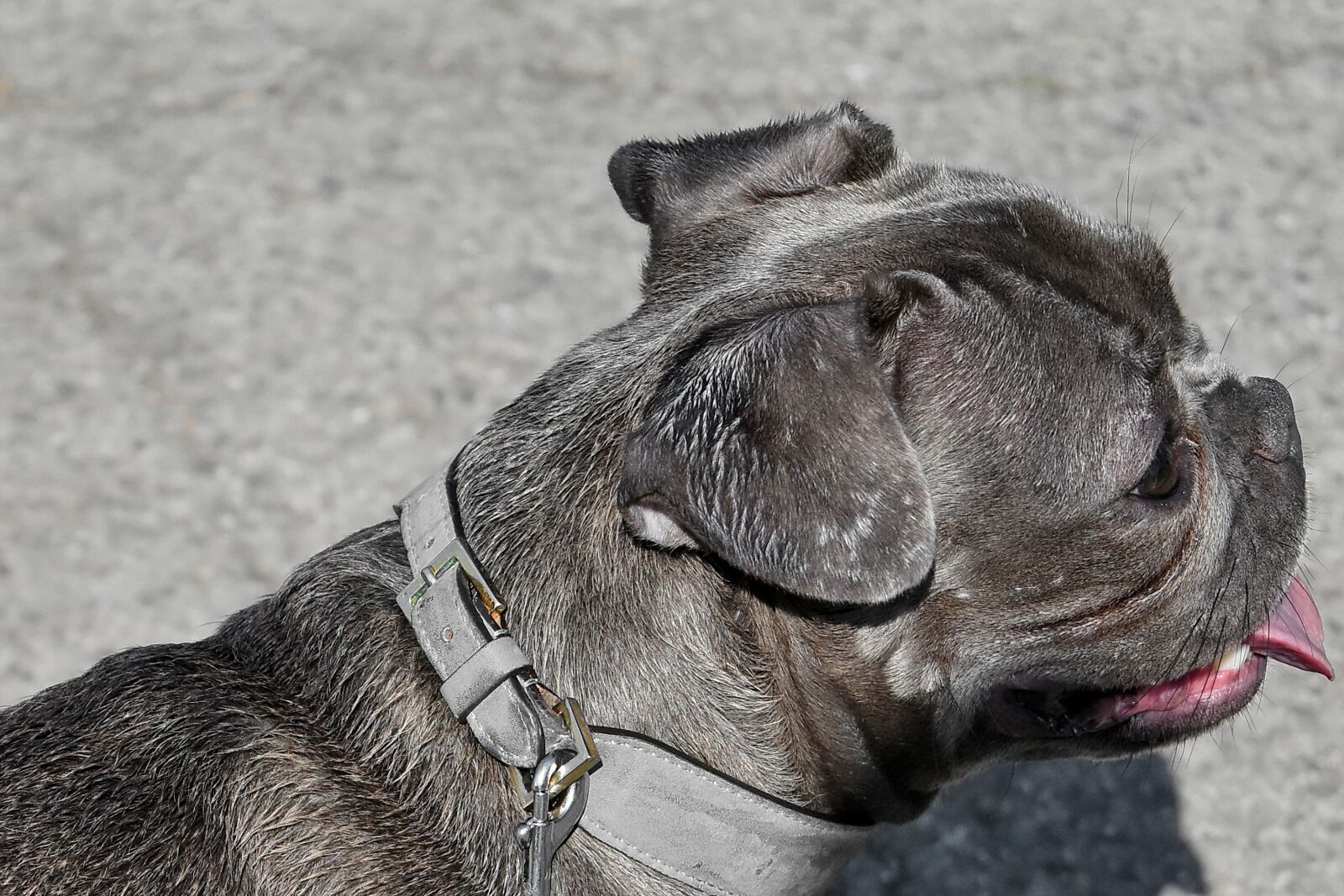 Nikon D5500 sample photo. Mouth, portrait, canine, animal photography