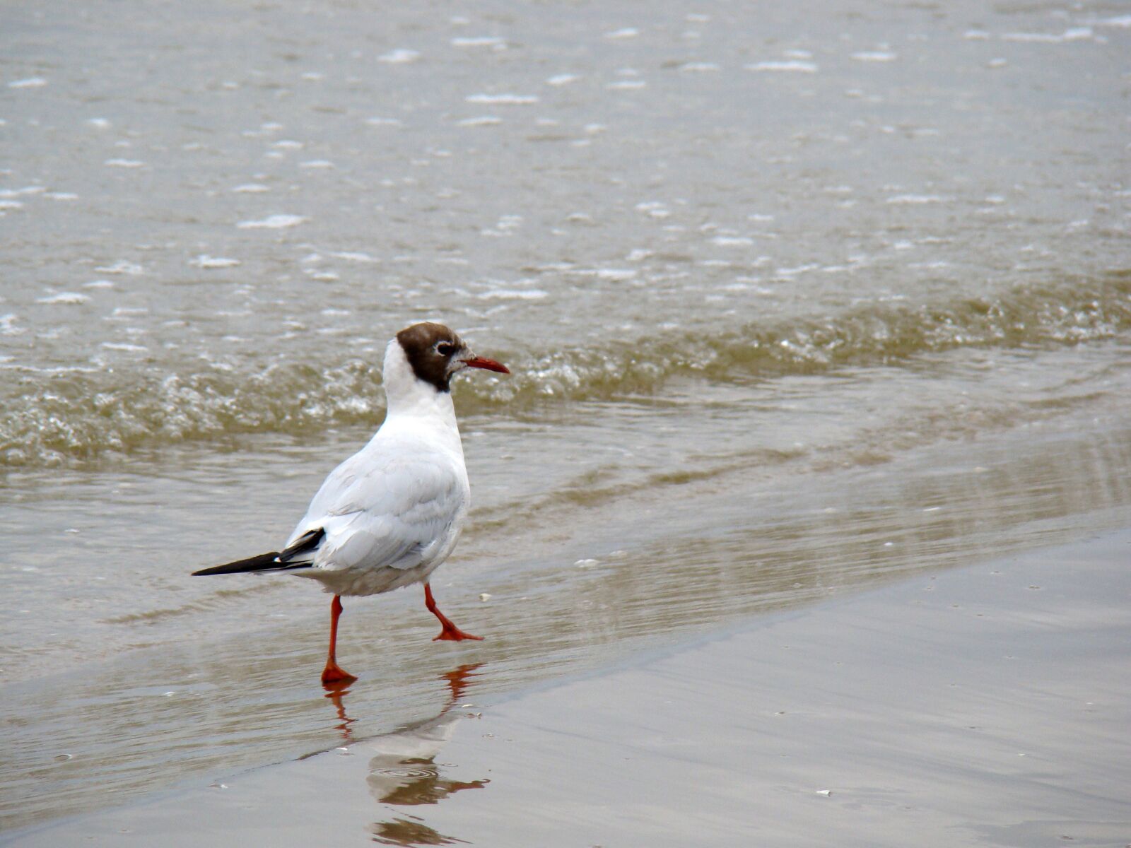 Sony Cyber-shot DSC-H50 sample photo. Seagull, beach, seagull on photography
