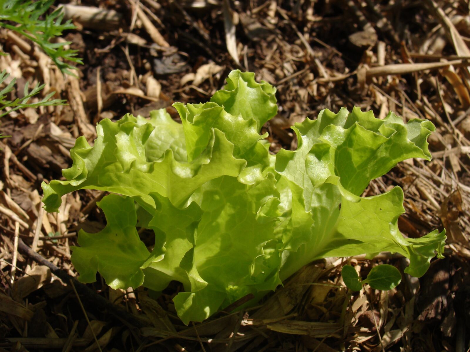 Sony DSC-H3 sample photo. Lettuce, healthy, green photography