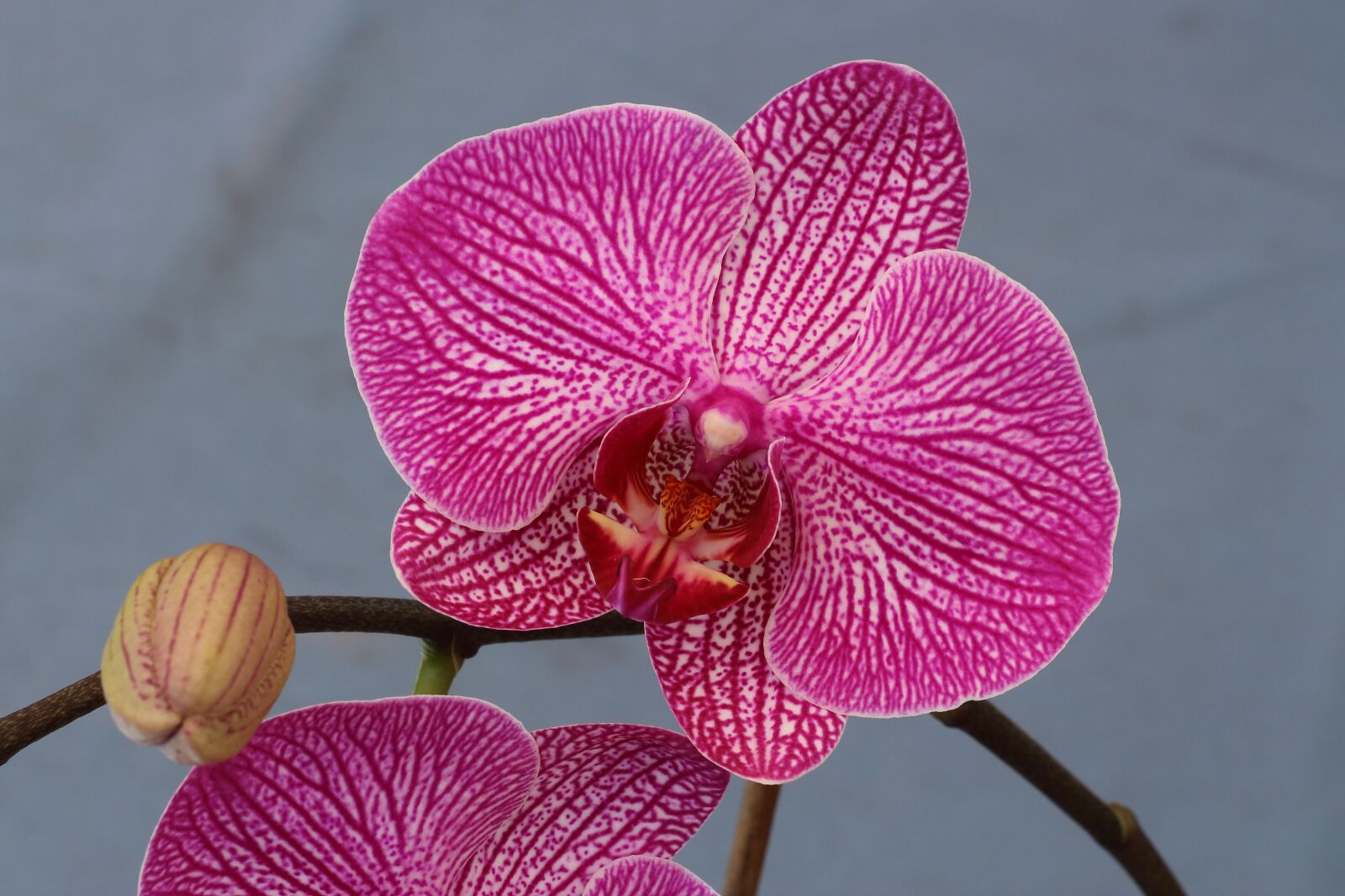 Canon EOS 700D (EOS Rebel T5i / EOS Kiss X7i) sample photo. Orchid, blossom, bloom photography