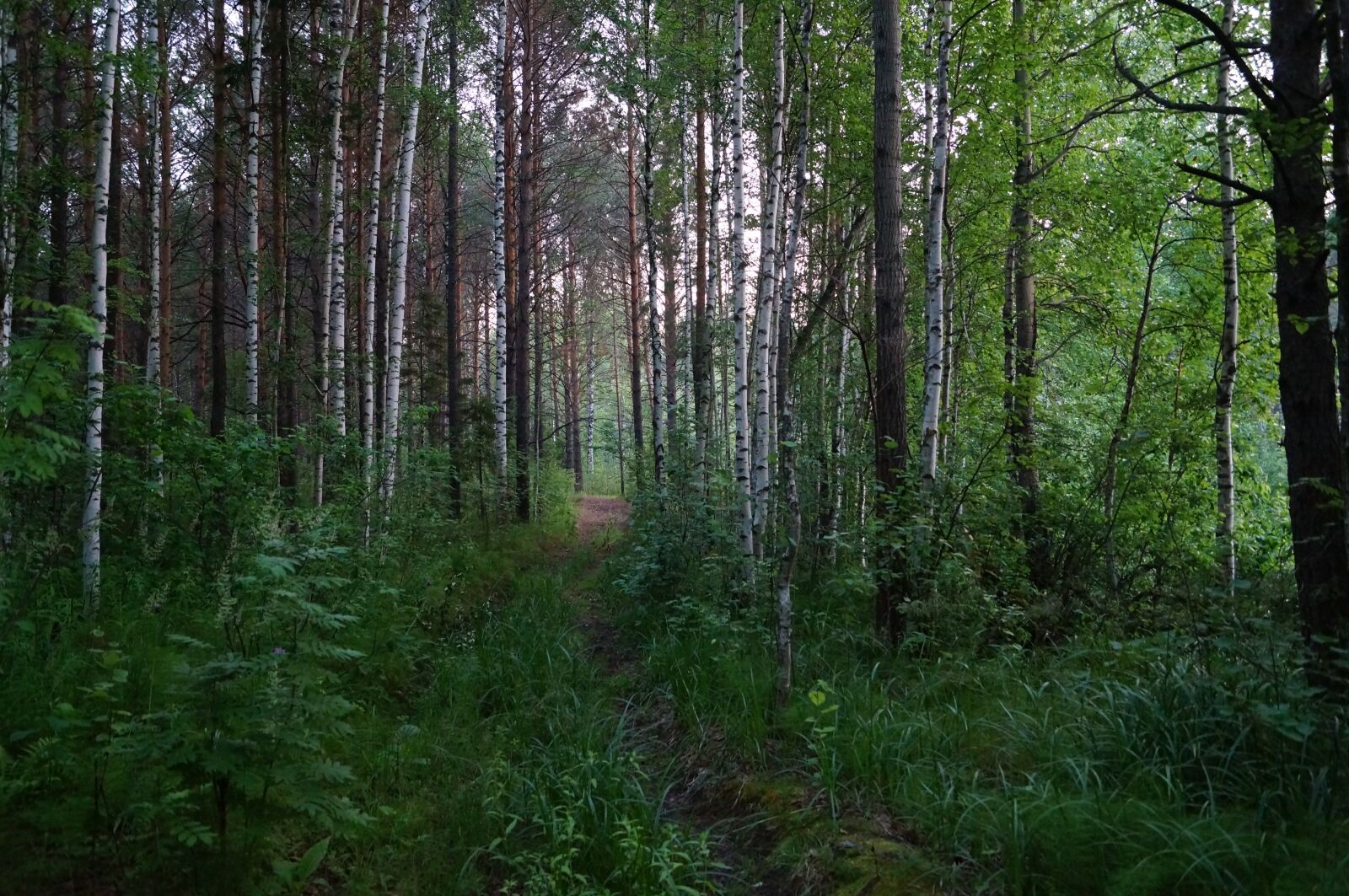 Sony SLT-A57 sample photo. Nature, forest, trees photography