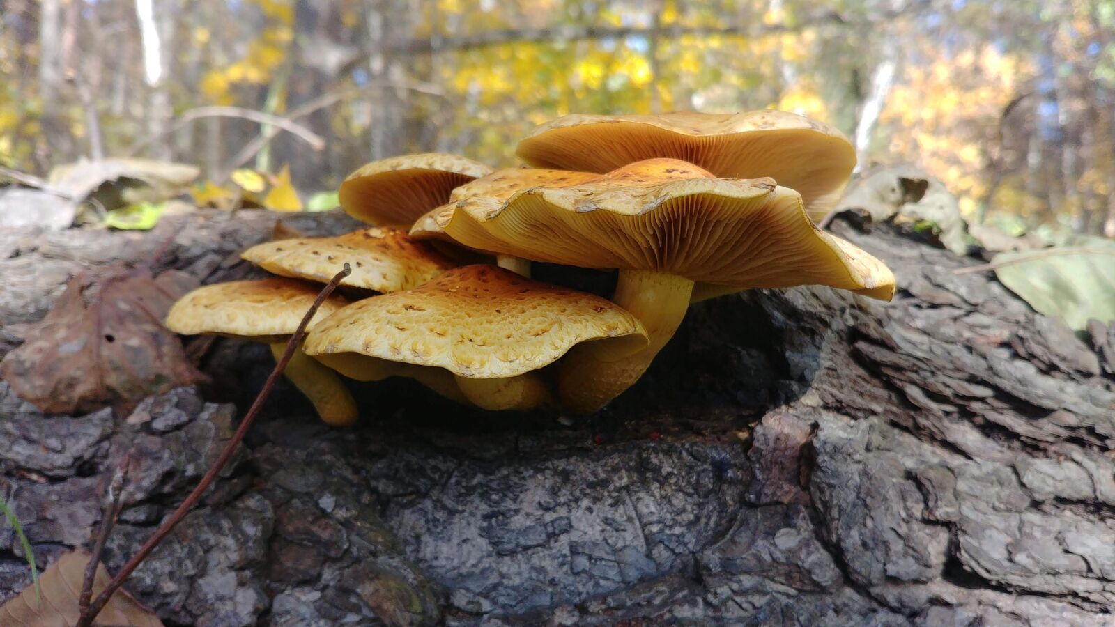LG G6 sample photo. Mushrooms, autumn, nature photography