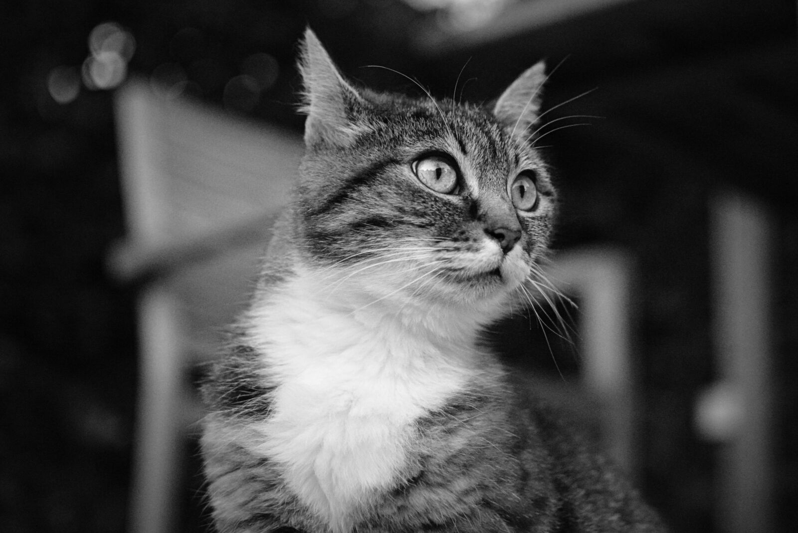 Nikon D5200 sample photo. Cat, animal, cats photography