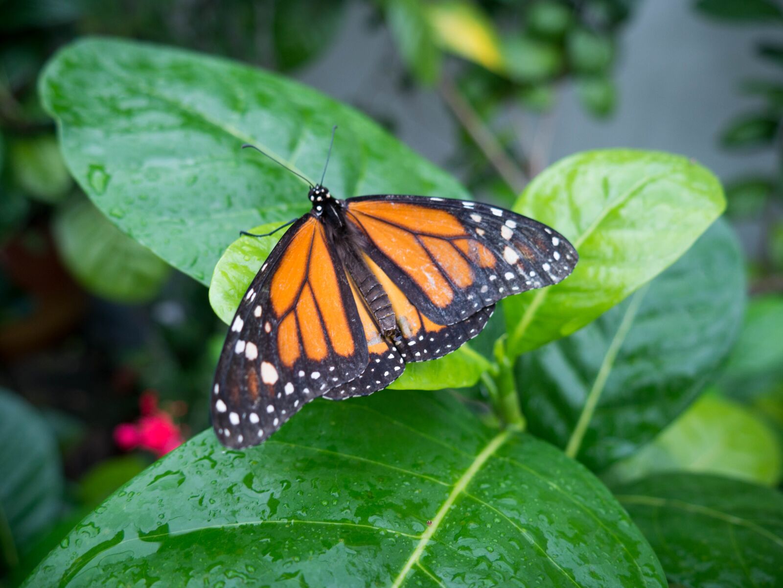 Бабочки–монарха Danaus plexippus l