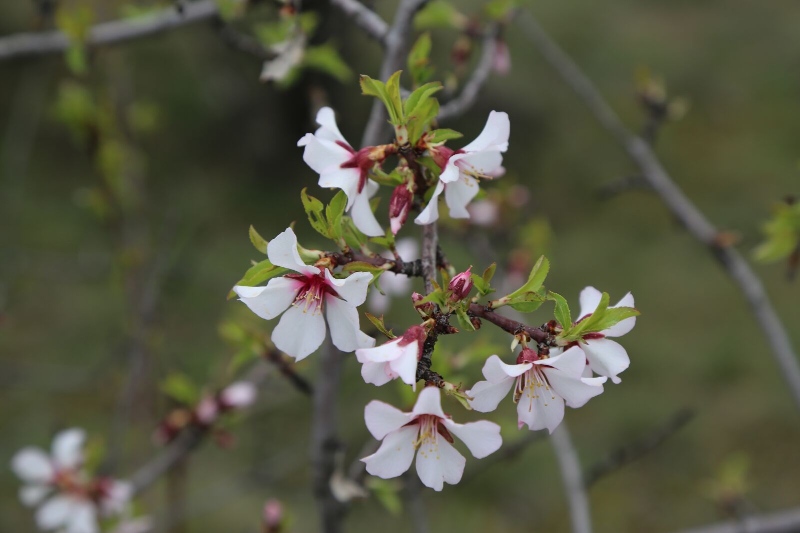 Canon EF 24-105mm F4L IS USM sample photo. Flower, tree, nature photography