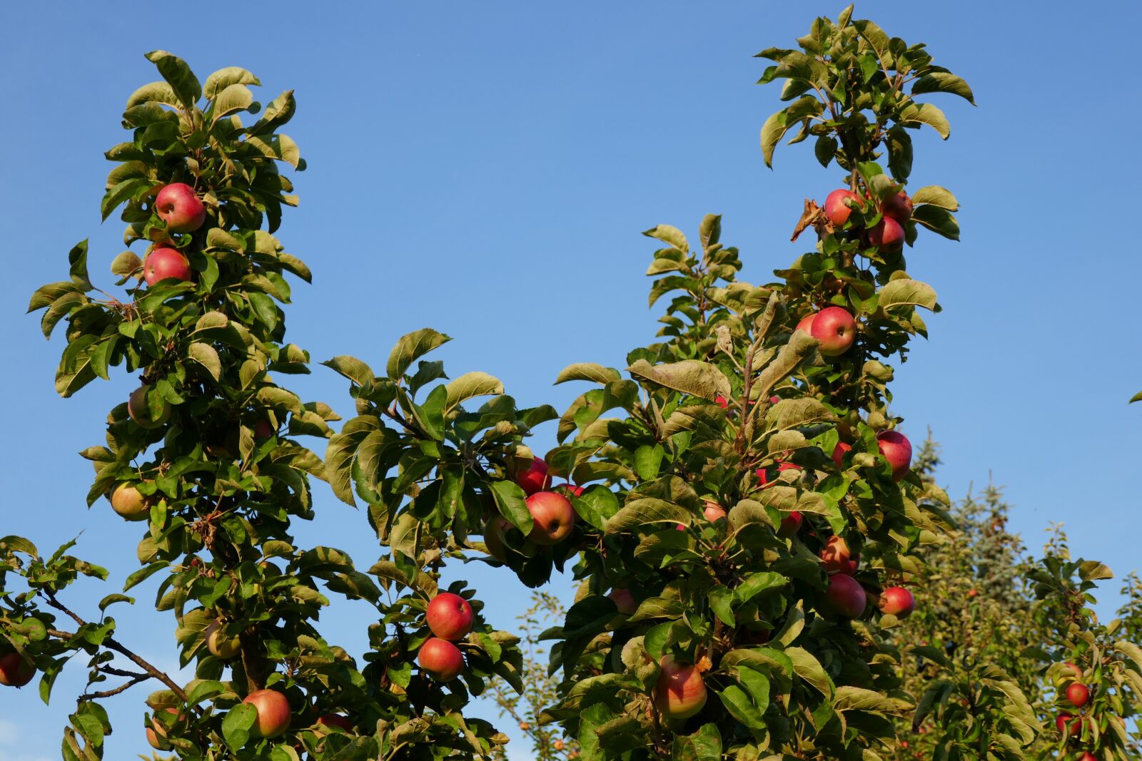Panasonic DMC-TZ101 sample photo. Apple, apple tree, fruit photography