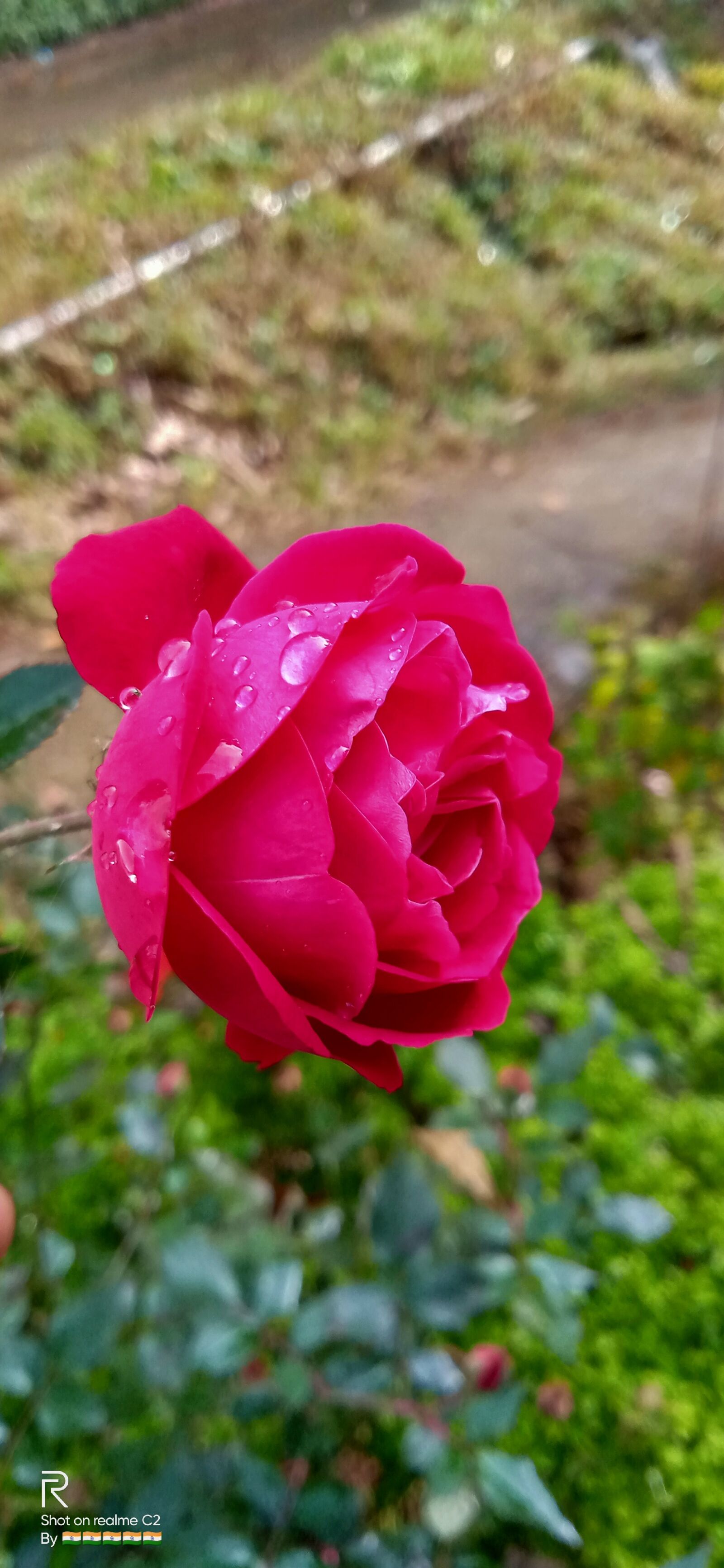 Realme C2 sample photo. Red rose, flowers, nature photography