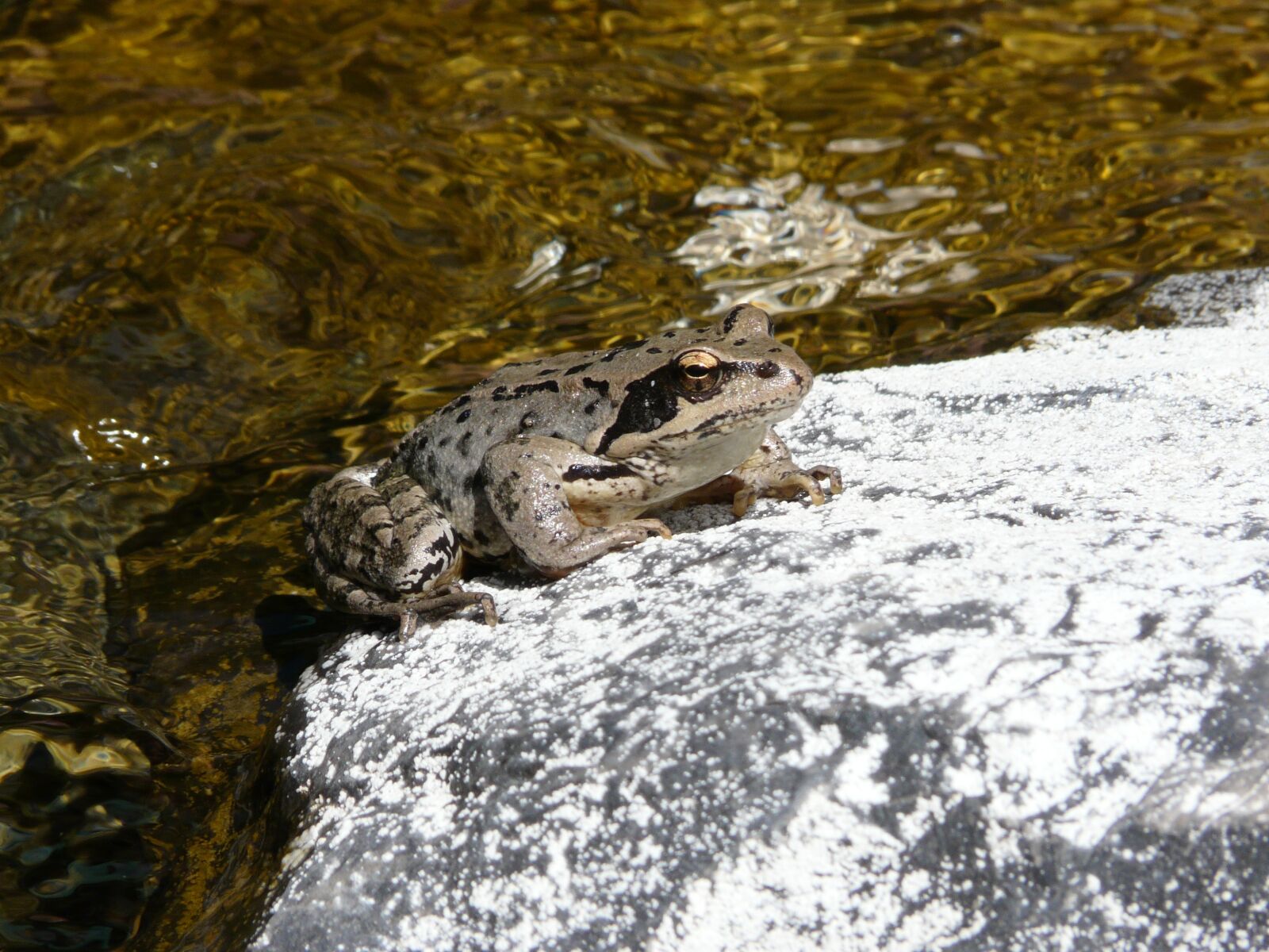 Panasonic DMC-FZ18 sample photo. Frog, amphibian, gerardo photography